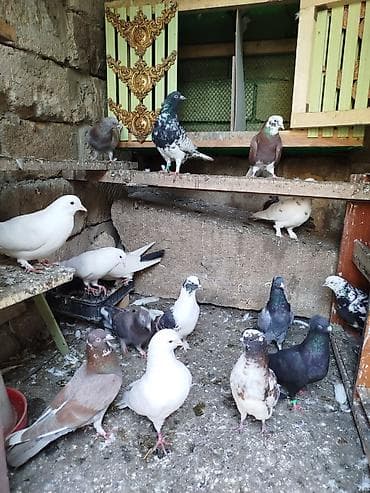 tetra quşu: Hamısı biryerde satılır — 6