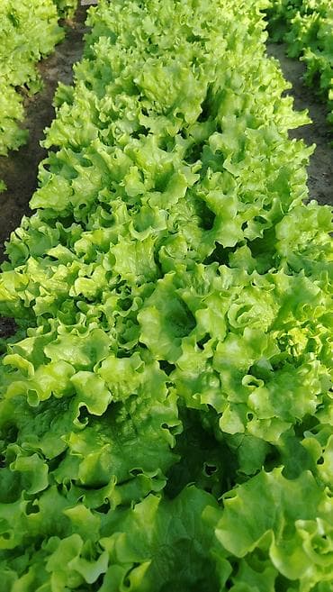 tərəvəz: Kahı (salat yarpağı) - Bakı məhsulu, açıq sahədə yetişdirilmiş - — 3