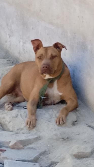 İtlər: Pitbul, Erkek — 2