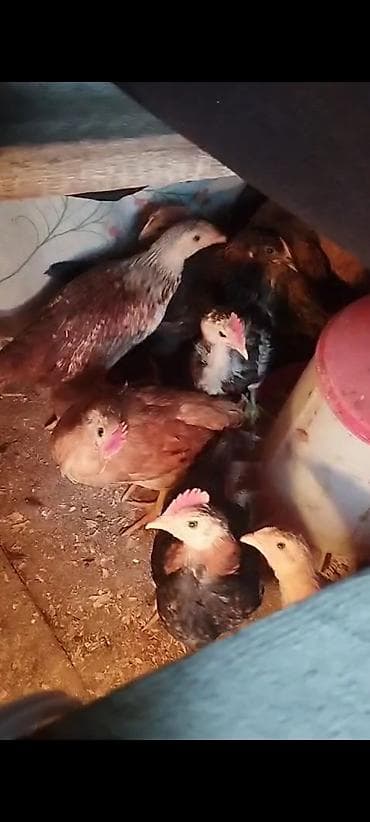 ligorin toyuq satilir: Toyuq cücələri, Ətlik — 1