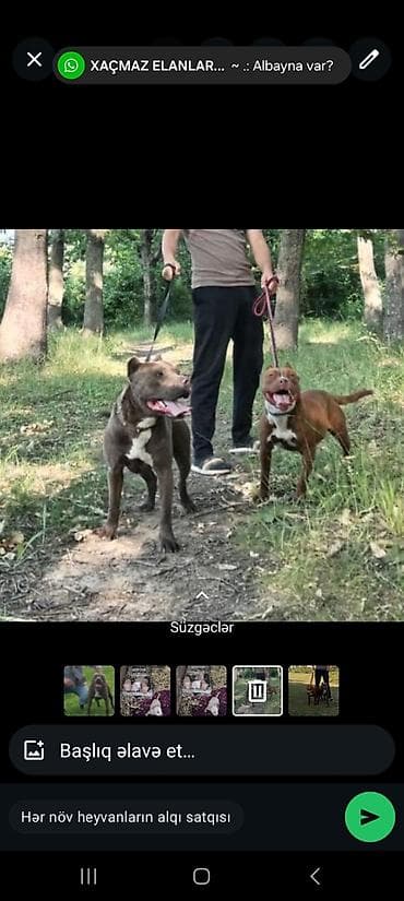 pişik oyuncağı: Pitbul — 1