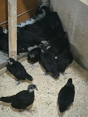 cucə balası: Toyuq cücələri, Damazlıq — 4