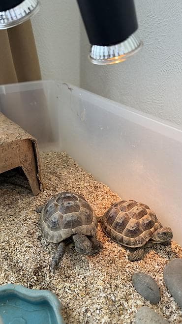 heyvan sığınacağı: Quru tısbağaları, 2 ədəd konteyner ve su qabı ilə birgə satılır. - 2 — 3