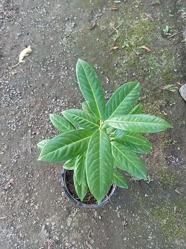 ezvay bitkisi: Ağ rəngli çiçəkləri olan qardeniya bitkisi. Bitki qara qabda — 2