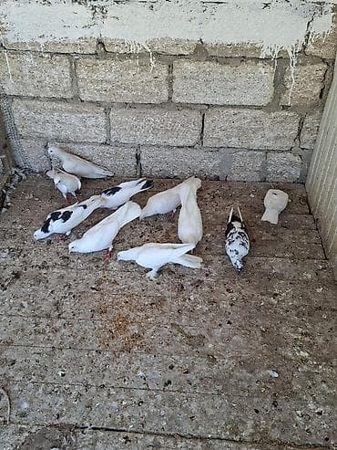quşxana satan: Ağ və qara-ağ rəng çalarlarında ev göyərçinləri dəsti. 10 ədəddir. - — 1
