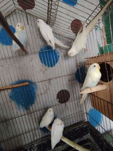 Gəmiricilər: 6 bala ana ata 1 yumurtası var real alıcıya razılaşmaq olar təmiz qan — 4