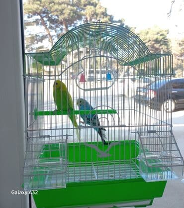 quş tasması: İki quş ve qefes yeni ilə ozel 35m Dalğalı tutuquşu qəfəsi və — 1