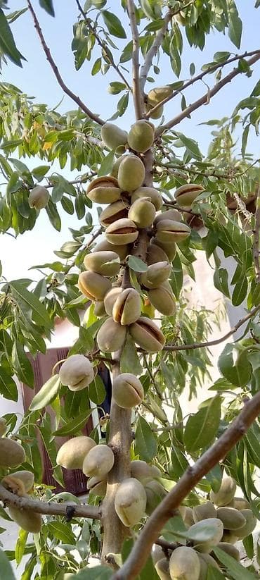 Удобрения: Əlli ədəd badam ağacı satıram on manatdan. 4 il ağacı — 3