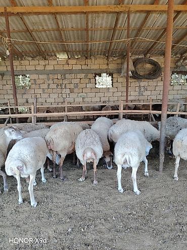 Qoyun sürüsü satılır - Növlər: yerli qarışıq ətlik-südlük qoyunlar lalafo.az -da Qoyun sürüsü satılır - Növlər: yerli qarışıq ətlik-südlük qoyunlar