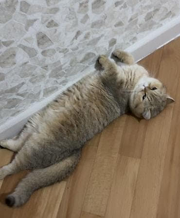 golden retriver it: Britan, Dişi, Yaxşı əllərə, Ünvandan götürmə — 4