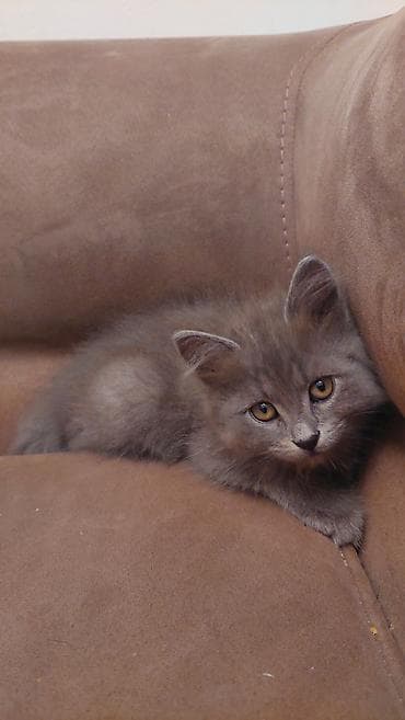 tap az pisik: Britan, Dişi, Yaxşı əllərə, Ödənişli çatdırılma — 2