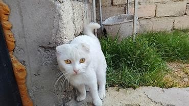 satiliq pisikler: Şotland, Dişi — 1