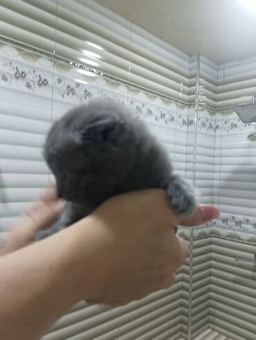 Gəmiricilər: Şotland yastı qulaq — 4