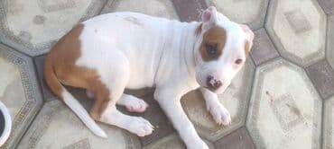 pitbul satışı: Питбуль, 2 месяца, Самка, Самовывоз — 1