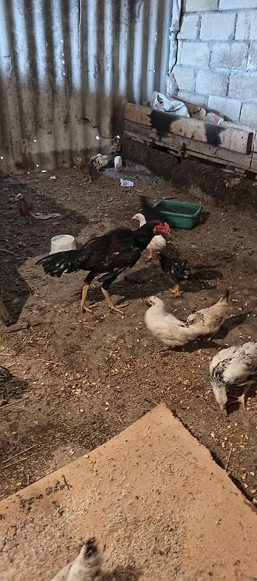 erkəy danalar: Toyuq cücələri, Damazlıq — 7