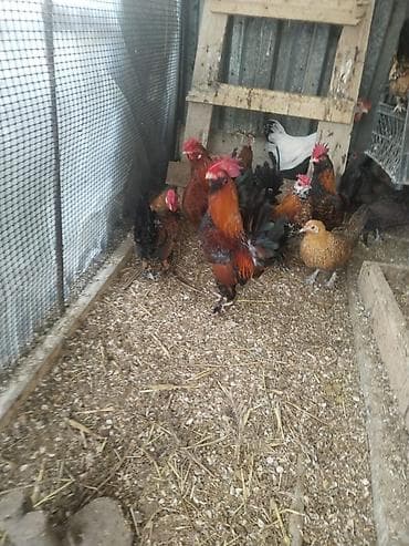 Sağlam xoruzlar satılır ən ucuz qiymətə Cücələr və xoruzlar – — 2