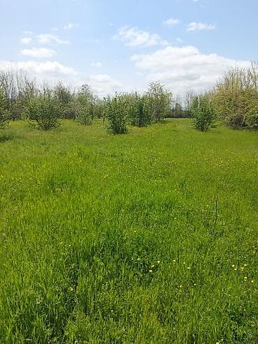 Torpaq: 26 sot, Tikinti, Kupça (Çıxarış), Bələdiyyə — 3