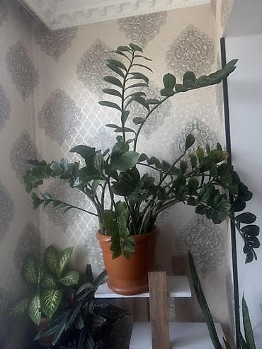 Zamioculcas zamiifolia (ZZ bitkisi) – iri, sıx yarpaqlı, bəzəkli otaq lalafo.az -da Zamioculcas zamiifolia (ZZ bitkisi) – iri, sıx yarpaqlı, bəzəkli otaq