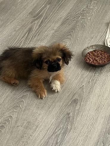 ev heyvan adlari: Pekines — 1