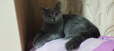 pişik cinsləri: Şotland, Erkək — 1