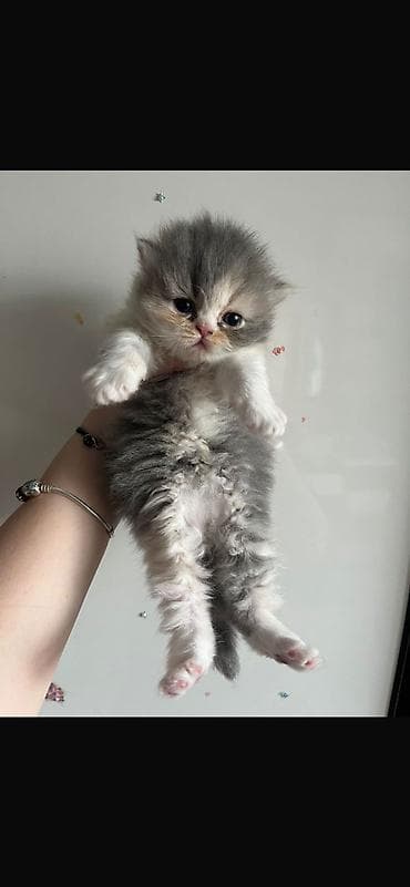 pişim: İncə xəzli, iri gözlü balaca pişik balaları - Cins: (uzun xəzli — 5