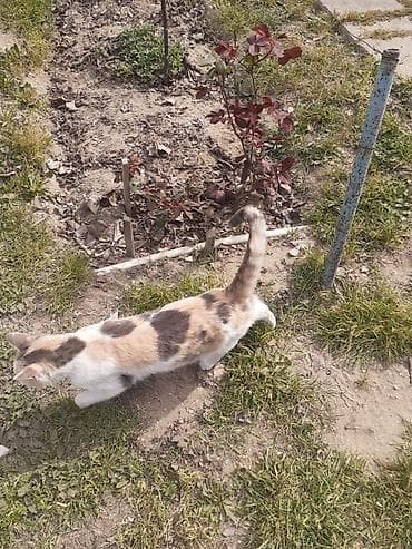 quru pişik yemi: Dişi, Yaxşı əllərə — 2