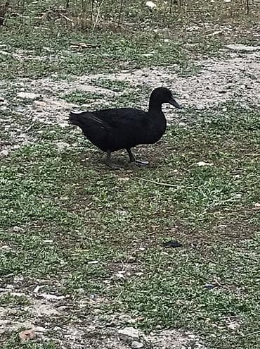 K/t heyvanları və malları: Məhsul: Qara ördək (yumurtalıq və ətlik istiqamət) tek erkey. 30 — 2