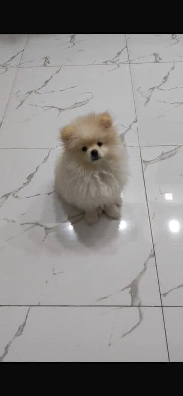 Şpitz, 5 ay, Dişi lalafo.az -da Şpitz, 5 ay, Dişi