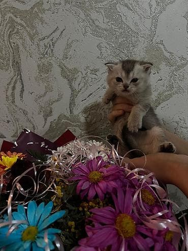 tuksuz pişik: Şotland yastı qulaq — 1