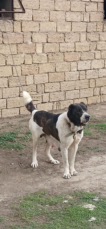 barter itlə: Qurdbasar, 4 il, Dişi — 8