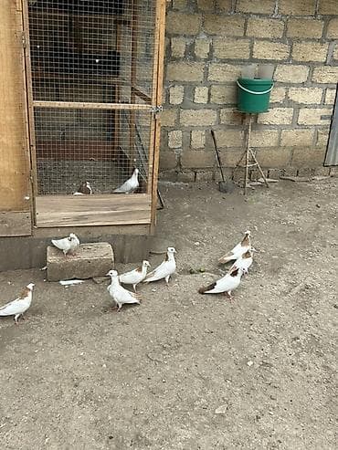 Göyərçinlər: Salam Alokum bu sekilde gorduyunuz kusdarin balalari satlir pecat — 3