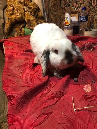 dovsan: Mini lop ev dovşanları 1 ədədi 25 m erkekdilər - Növ: Mini lop (aşağı — 3
