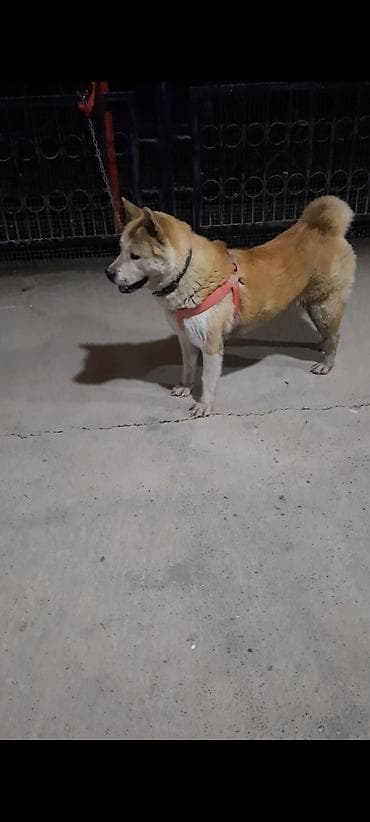 İtlər: Akita-inu, 3 ay, Dişi — 5