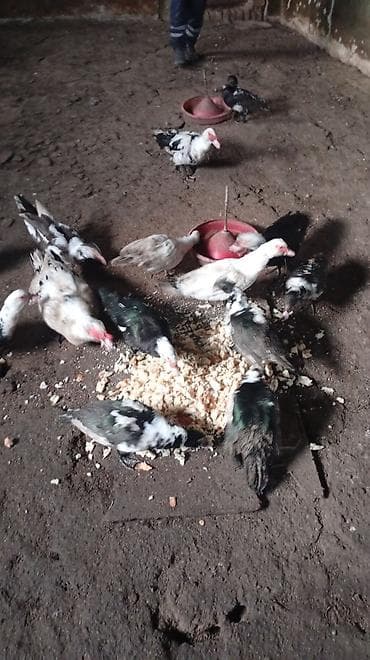 ayagi xinali qus: Digər heyvanlar — 1