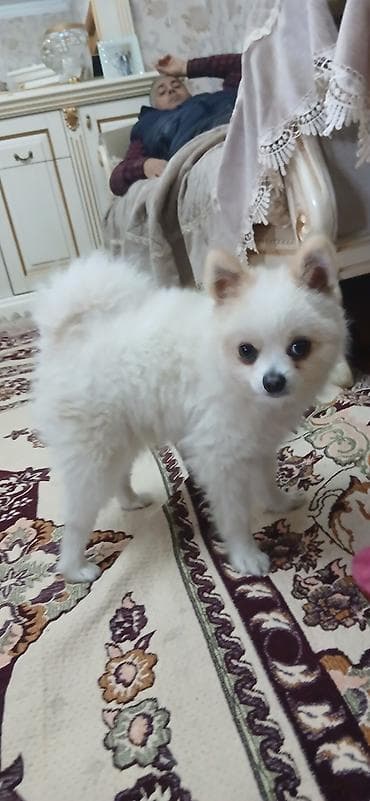 kicik itlər: Şpitz, 1 il, Erkek — 4
