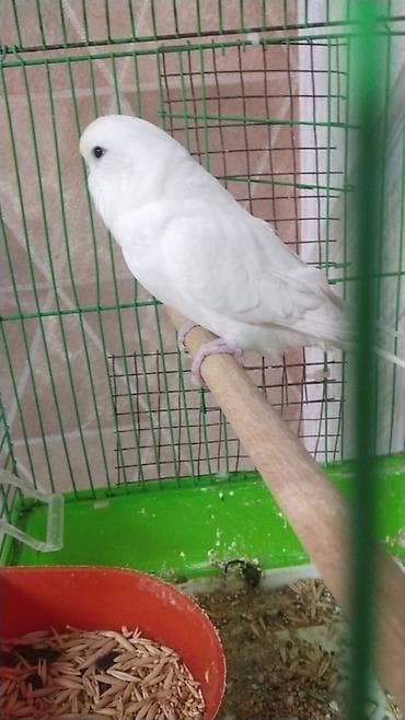 Yemlər: Toyuq, Damazlıq — 5