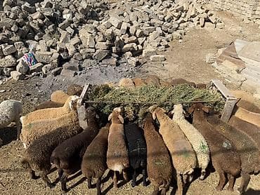etlik: Salam aleyküm kom 235 tek tek 220 den 260 m kimi deyişi 30 quzdu 3 — 3