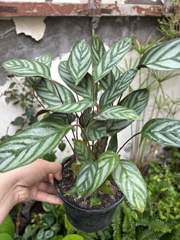 dua gülü: Dua gülü Vatsapp mövcuddur!. Çatdırılma metrolara, Şamaxinkaya — 2