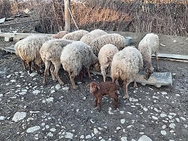 simmental inək cinsi: Salam qoyunlar 2 balalidir teze qalanı bogazdir — 3