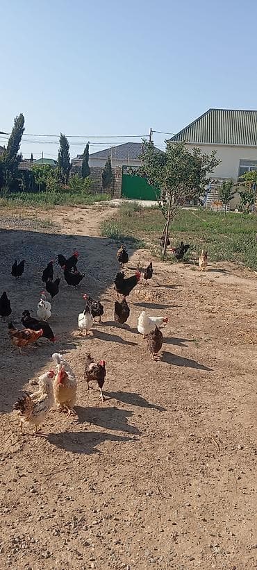 qara australorp: Toyuq, Australorp, Ətlik, Ünvandan götürmə — 2