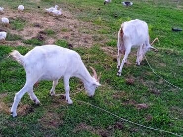 chihuahua qiymeti: Dişi, il: 2, Südlük — 8