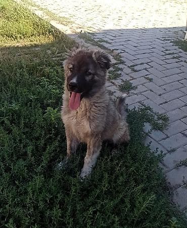 Qafqaz çoban iti, 1 ay, Erkek, Peyvəndli, Ünvandan götürmə, Ödənişli çatdırılma