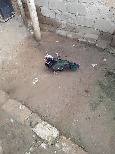 ordeyler: Erkək, | Lal ördək, Damazlıq — 2