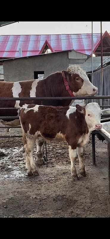 Simmental cinsli ana-buzaq dəsti - Cins: Simmental (qırmızı-ağ alaca)