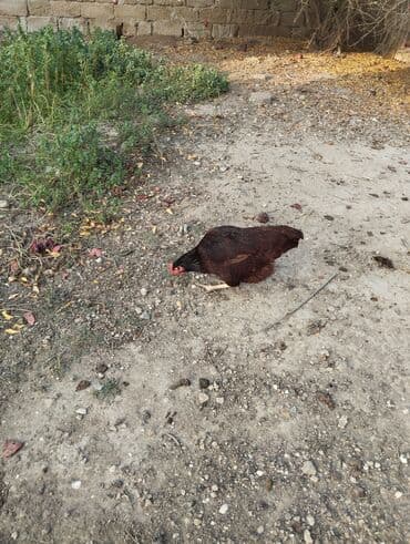 Hinduşka: Toyuq, Yumurtalıq — 5