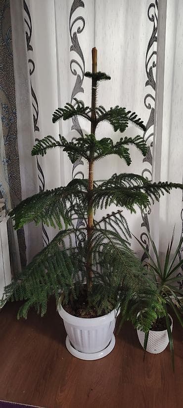 Hazır qaba əkilib ev və ofis üçün əla seçim 🌸 Norfolk şamı (Araucaria