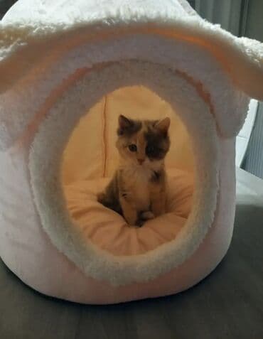 Yemlər: Pişiklər üçün yumşaq ev – krem/çəhrayı tonlarda, kubok/şapka formalı — 4