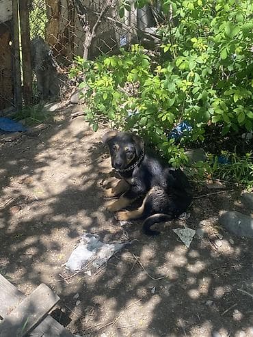 it pitpul: Alman çoban iti, 2 ay, Erkek, Peyvəndli, Pulsuz çatdırılma — 2