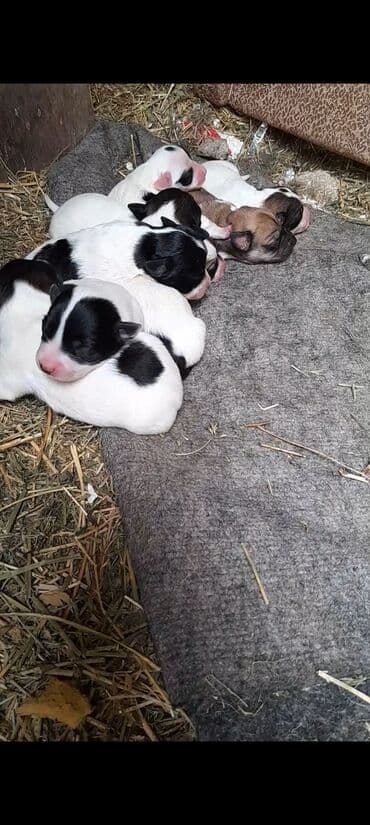 balaca itlərin qiyməti: Zvonok, 1 ay, Erkek, Ünvandan götürmə — 1