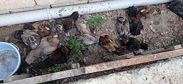 cucə badamdar: Məhsul: Cücə (ev quşu balaları) Təsvir: - Şəkillərdə müxtəlif rəngli — 7